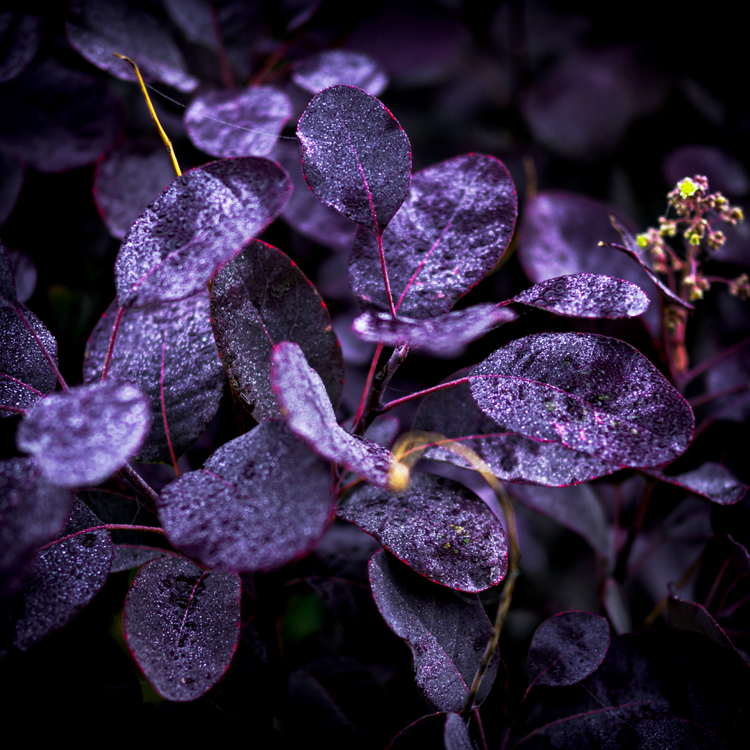 Purple rain