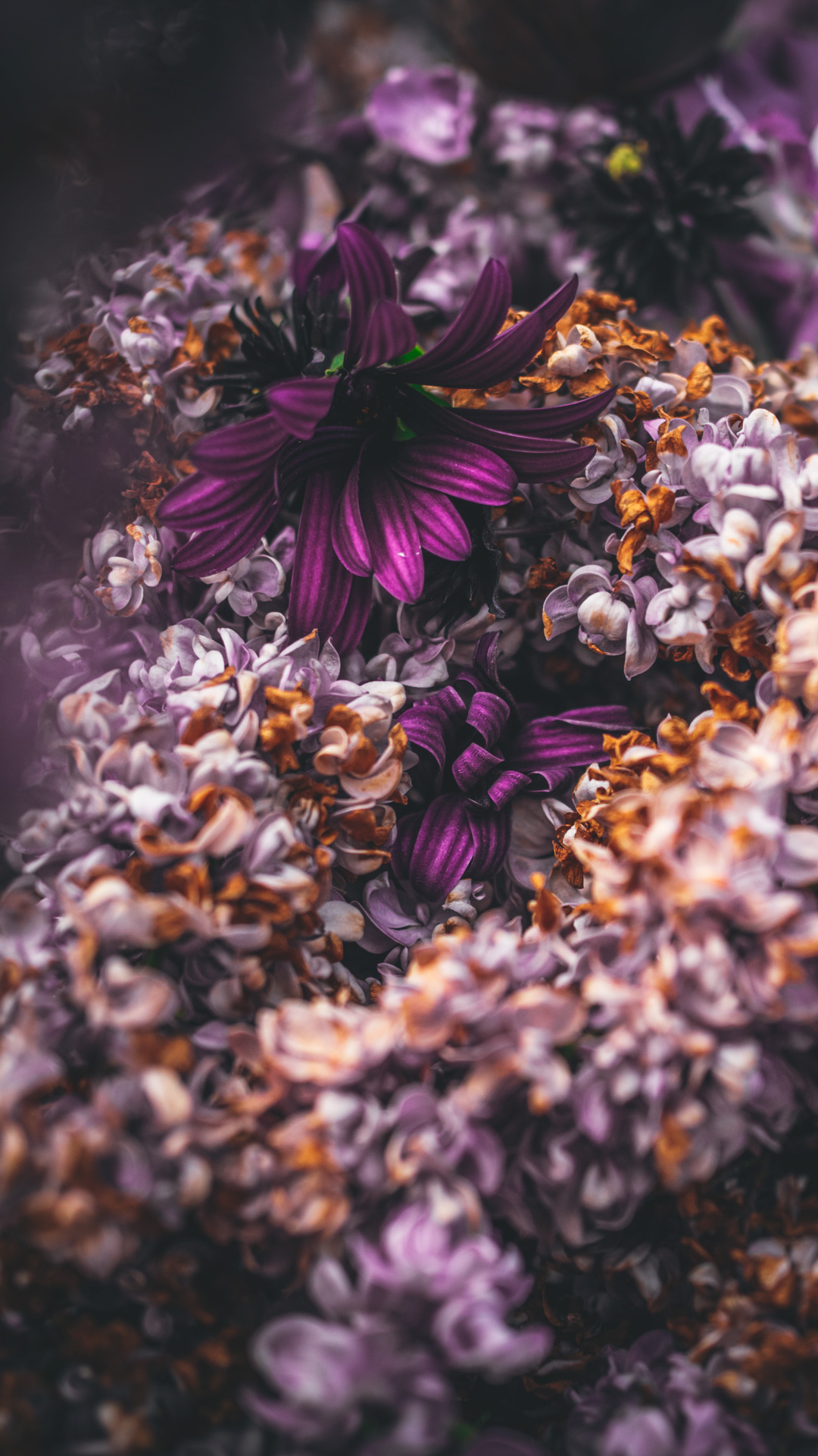 Lilacs blossom